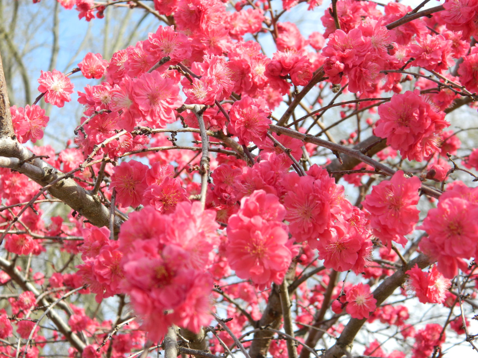 Spring photos (38).JPG